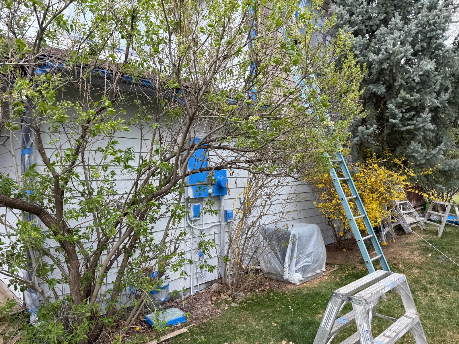 Side yard set up with ladders and taped-off siding partway through a repaint — exterior painting service in Denver